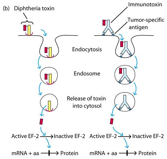 Immunodiffusion